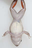 Image de Eleutherodactylus atkinsi Dunn 1925