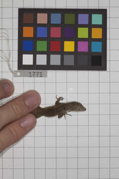 Image of Anolis jubar albertschwartzi Garrido 1973