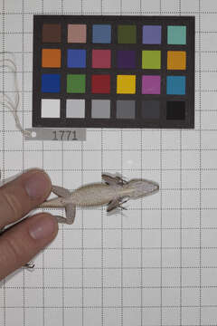 Image of Anolis jubar albertschwartzi Garrido 1973