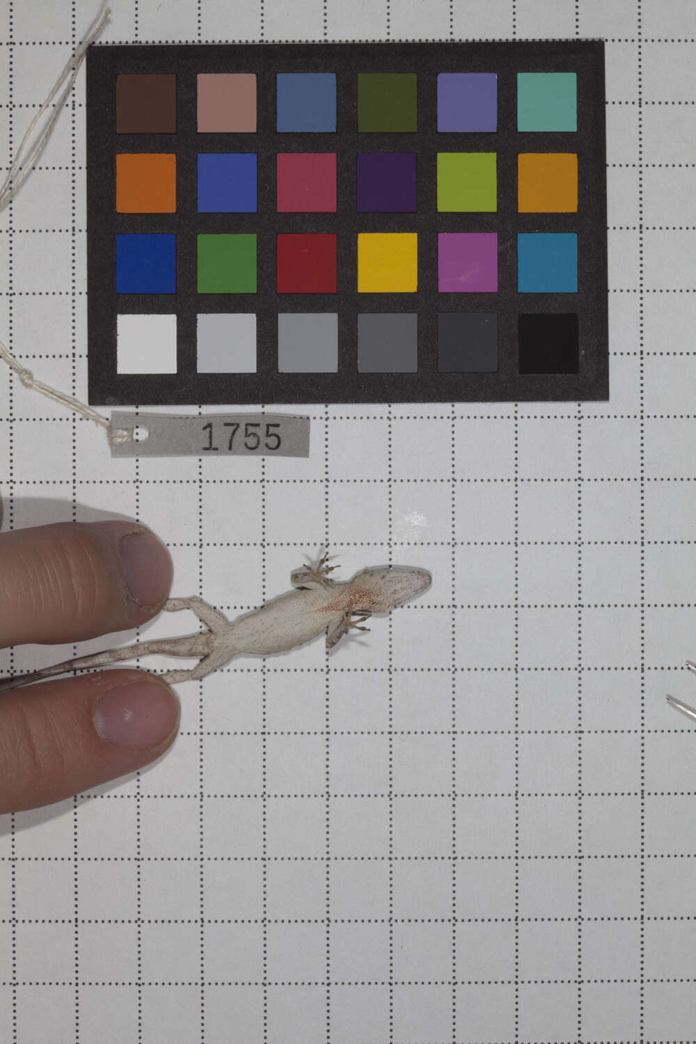 Image of Central Anole