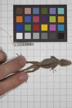 Image of Anolis jubar albertschwartzi Garrido 1973