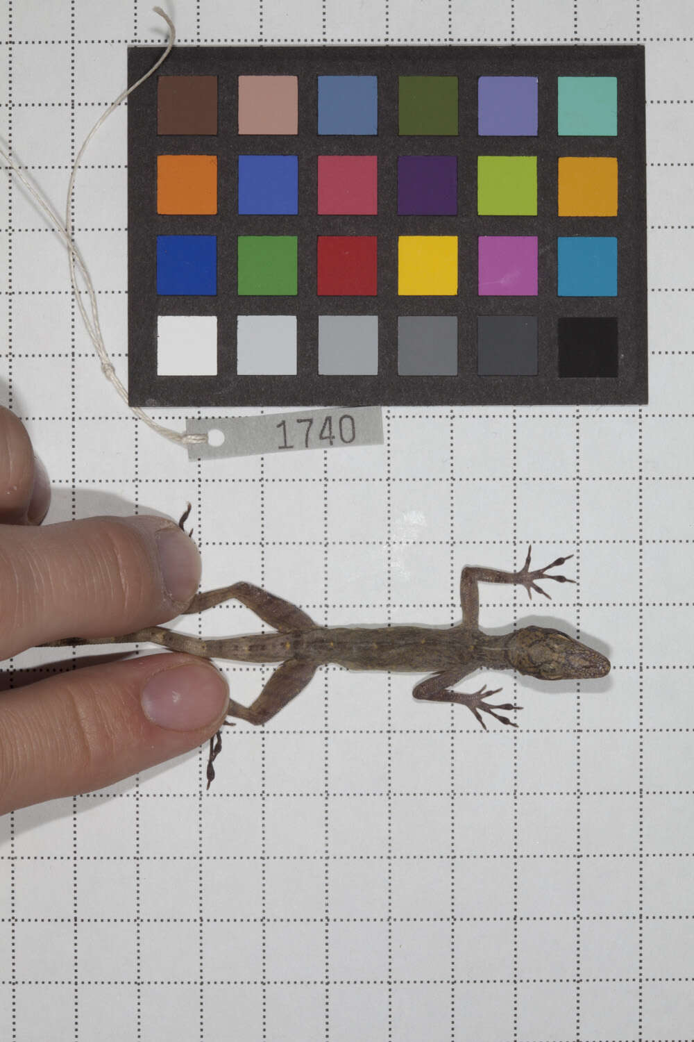 Image of Guantanamo  Anole