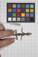 Image of Guantanamo  Anole