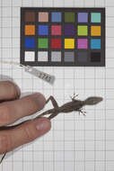 Image of Guantanamo  Anole