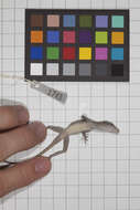 Image of Guantanamo  Anole