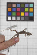 Image of Guantanamo  Anole