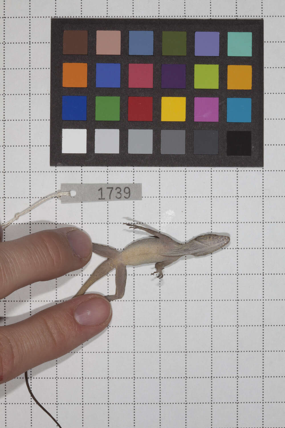 Image of Guantanamo  Anole