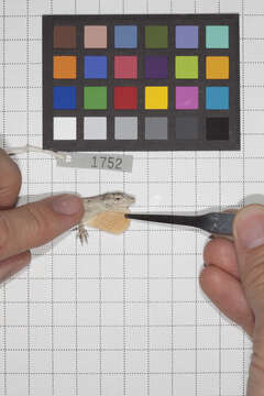 Anolis litoralis Garrido 1975 resmi