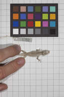 Image of Central Anole