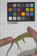 Image of Cuban green anole