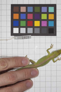 Image of Cuban green anole