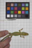 Image of Cuban green anole