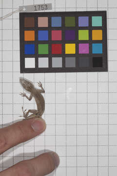 Anolis litoralis Garrido 1975 resmi