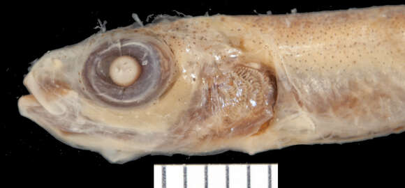 Image of Grey&#39;s deepsea smelt