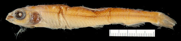 Image of Grey&#39;s deepsea smelt