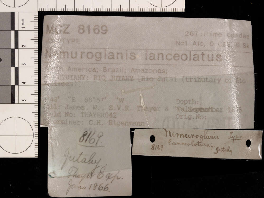 صورة Nemuroglanis lanceolatus Eigenmann & Eigenmann 1889