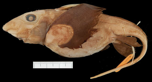 صورة Hydrolagus affinis (de Brito Capello 1868)