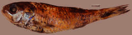 Image de Synagrops bellus (Goode & Bean 1896)
