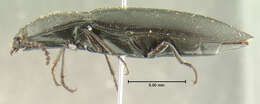Image of <i>Melanactes densus</i>