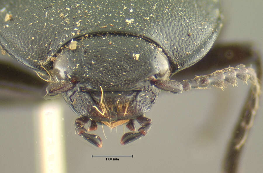 Image of <i>Melanactes densus</i>