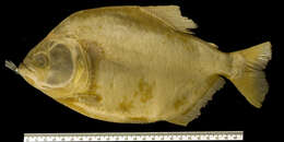 صورة Pygocentrus piraya (Cuvier 1819)