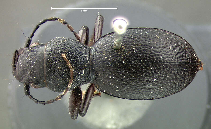 Image of Omus californicus californicus Eschscholtz 1829