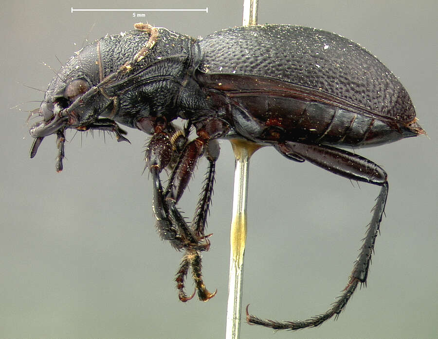 Image of Omus californicus californicus Eschscholtz 1829