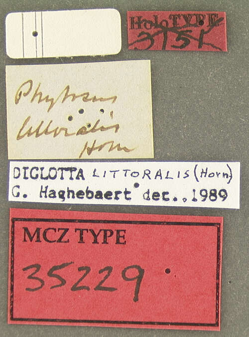 Image of Diglotta littoralis (Horn 1871)