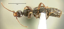 Image of Tetartopeus niger (Le Conte & J. L. 1863)