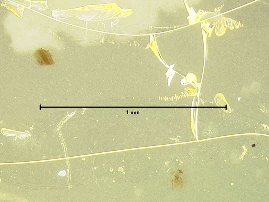 Image of Acrotrichis (Acrotrichis) aspera (Haldeman 1848)