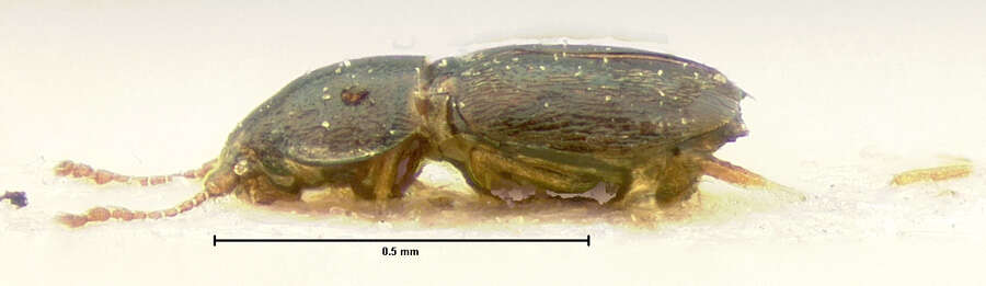 Image of Acrotrichis (Acrotrichis) aspera (Haldeman 1848)