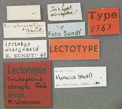 Image of Acrotrichis (Acrotrichis) abrupta (Haldeman 1848)