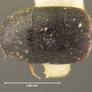 صورة Acrotrichis (Acrotrichis) insularis (Mäklin 1852)