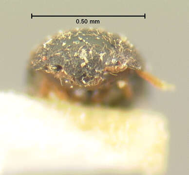 صورة Acrotrichis (Acrotrichis) insularis (Mäklin 1852)