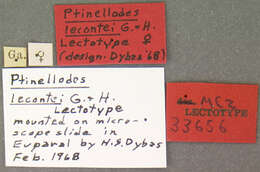 Image of Ptinellodes