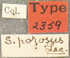 Image of Sandalus porosus Le Conte 1868