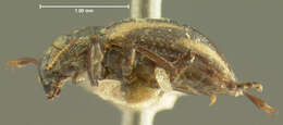 Image of <i>Promoresia elegans</i>