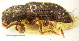 Image of <i>Microcylloepus pusillus foveatus</i> (Le Conte 1874)