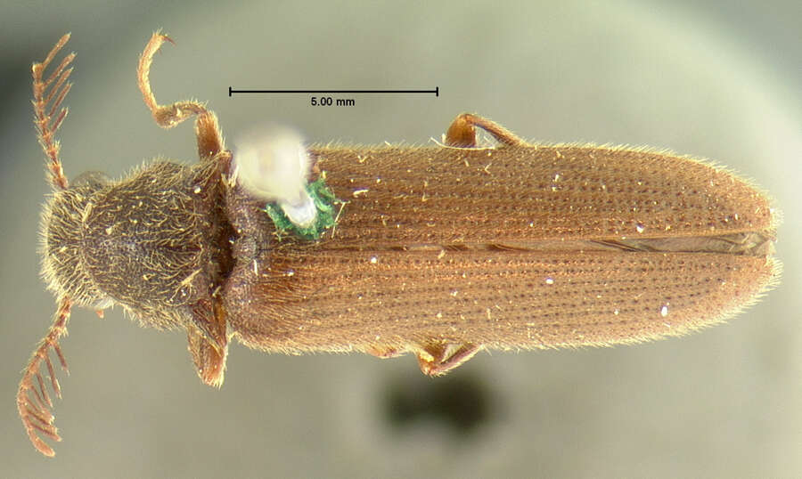 Image of <i>Plastocerus frater</i>