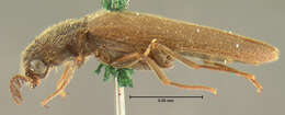 Image of <i>Plastocerus frater</i>