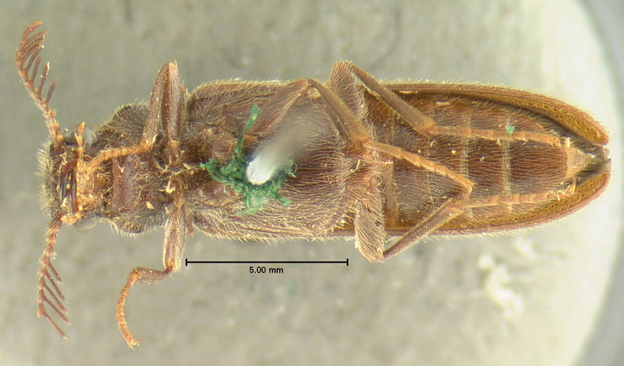 Image of <i>Plastocerus frater</i>