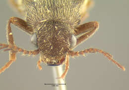 Image of <i>Plastocerus frater</i>