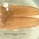 <i>Scaptolenus femoralis</i>的圖片