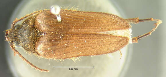 Image of <i>Scaptolenus femoralis</i>