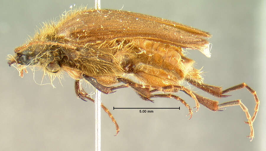 Image of <i>Scaptolenus femoralis</i>