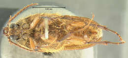 Image of <i>Scaptolenus femoralis</i>