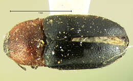 Image of <i>Drapetes rubricollis</i>