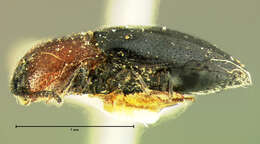 Image of <i>Drapetes rubricollis</i>