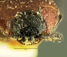 Image of <i>Drapetes rubricollis</i>