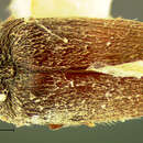 Image of <i>Throscus parvulus</i>